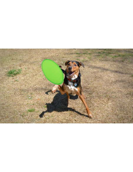 Frisbee Watson