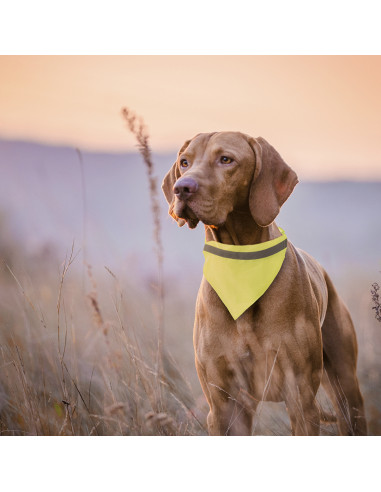 Collar Bandana Bipols