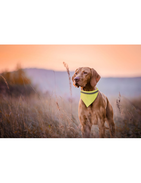 Collar Bandana Bipols