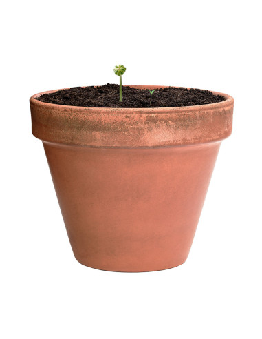 Bombón Semillas Mussox