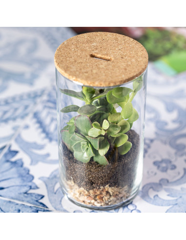 Terrarium Anymak