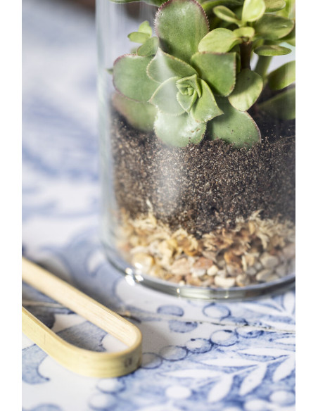 Terrarium Anymak